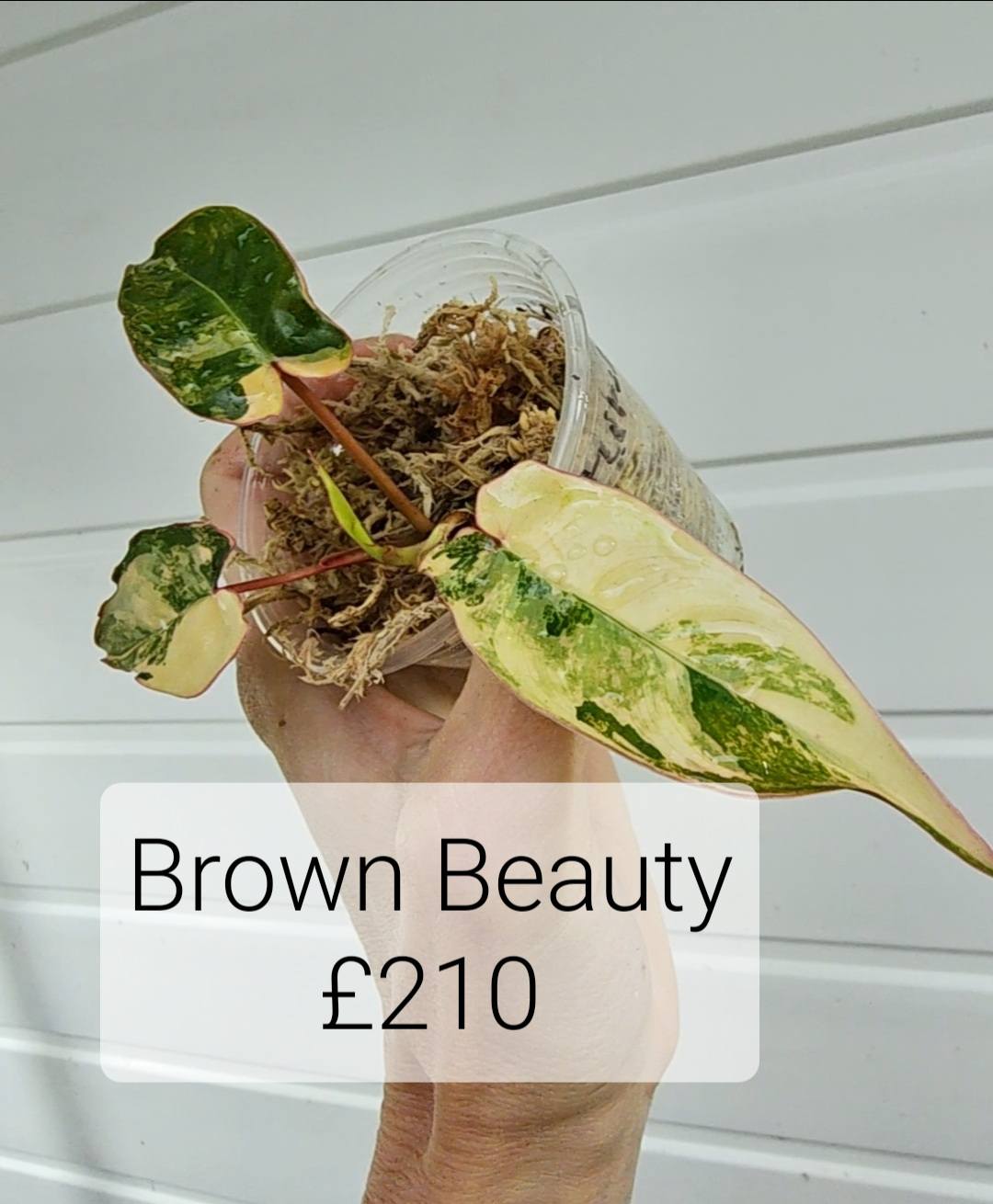 Brown Beauty