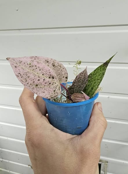 Discorea Pink