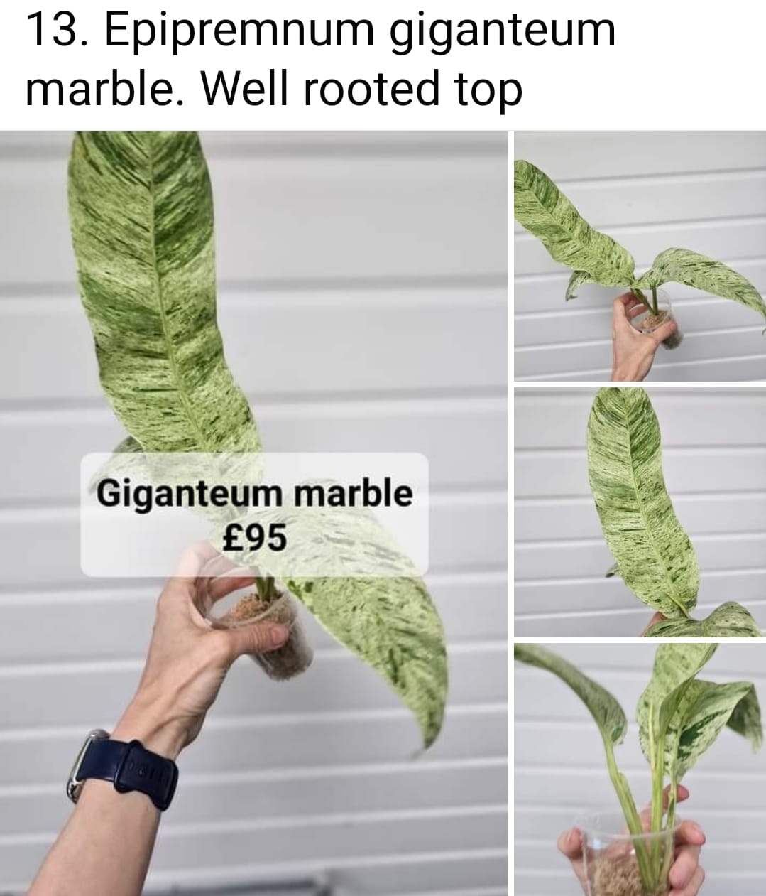 Epipremnum Giganteum Marble