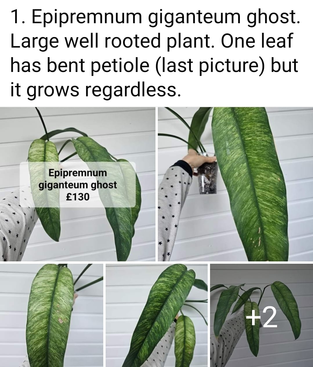 Epipremnum Giganteum Ghost