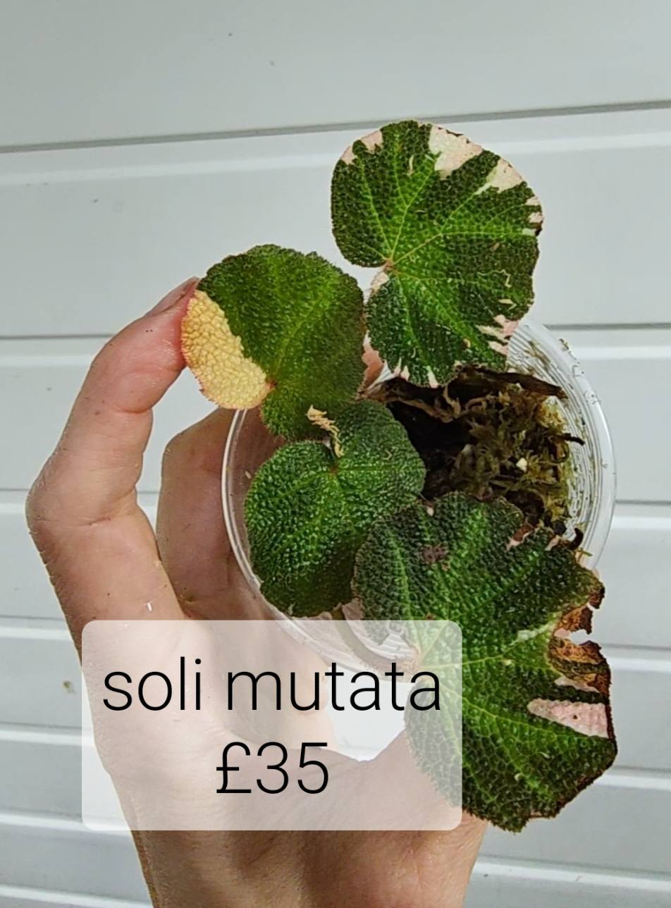 Soli Mutata
