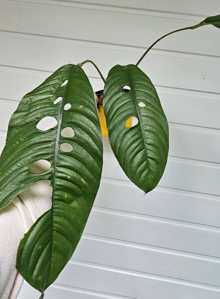 Foraminiferma Green