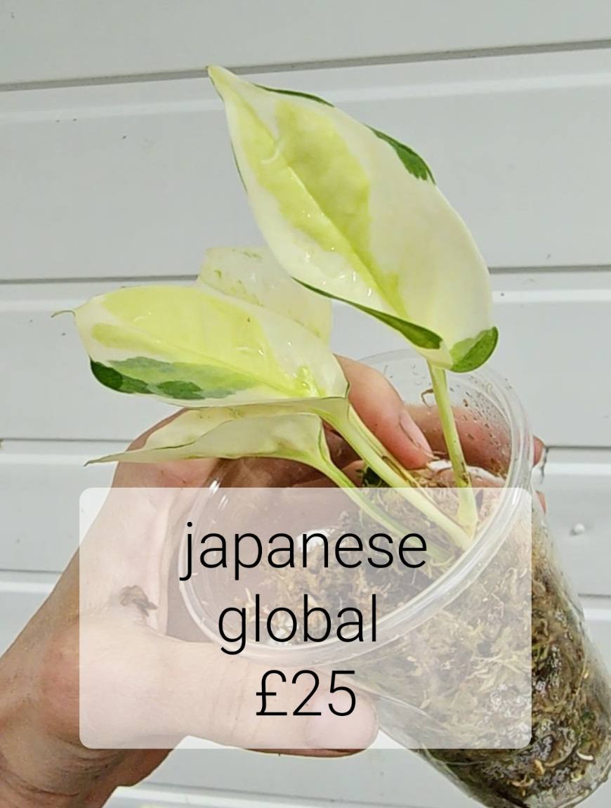 Japanese Global
