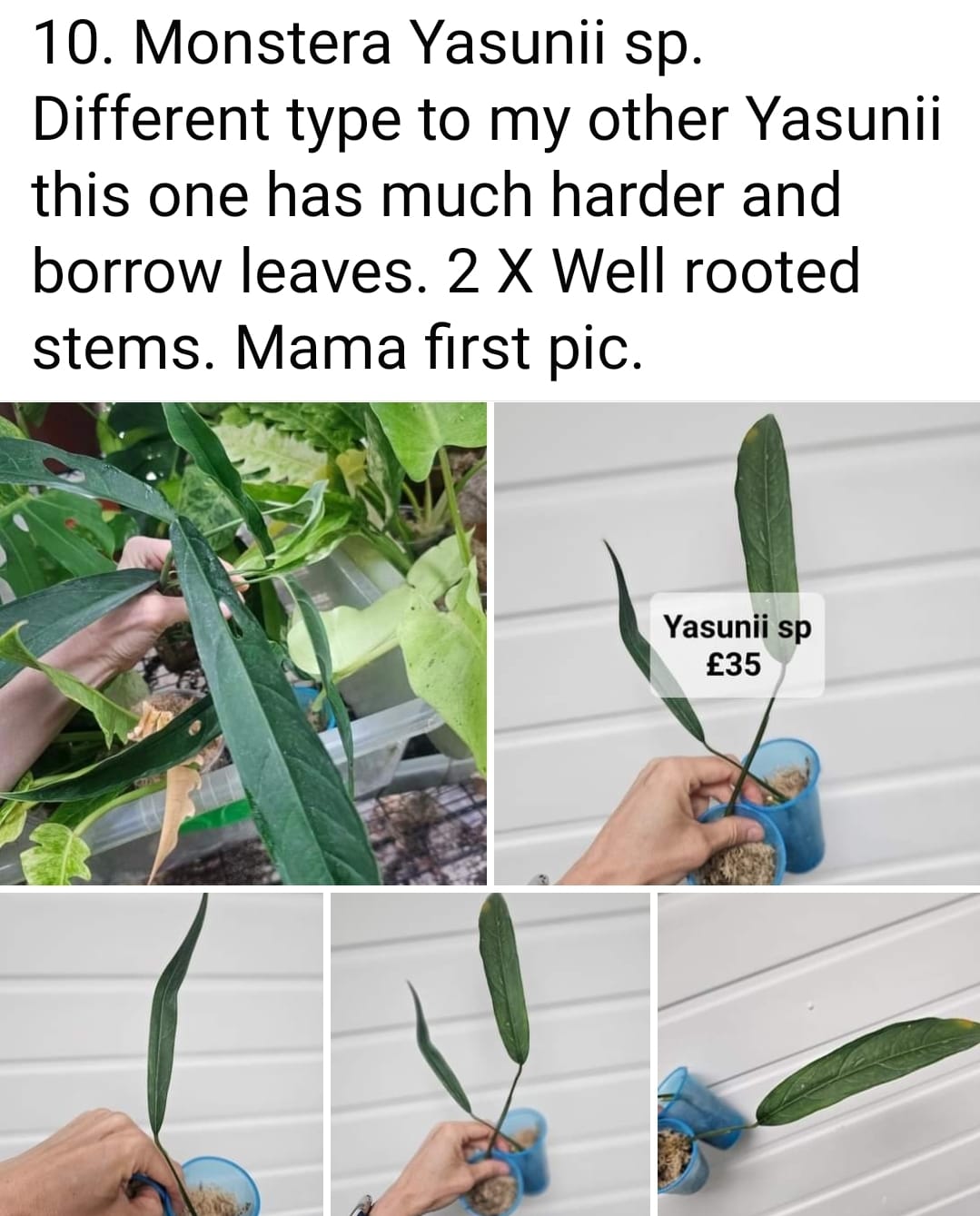 Monstera Yasunii Sp