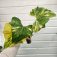 Anthurium Pterodactyl variegated