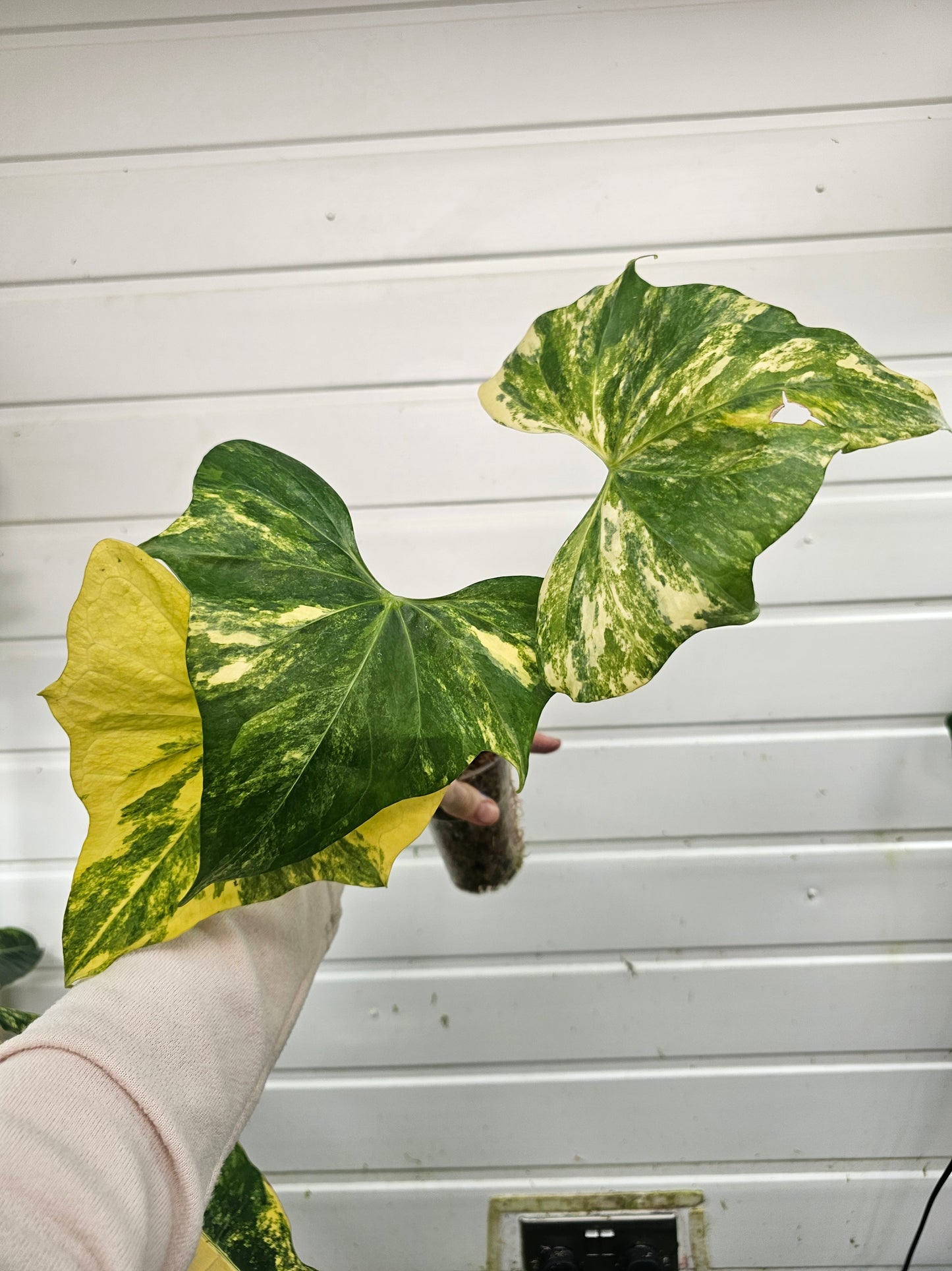 Anthurium Pterodactyl variegated