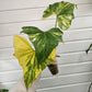 Anthurium Pterodactyl variegated