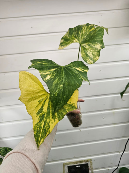 Anthurium Pterodactyl variegated