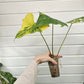 Anthurium Pterodactyl variegated