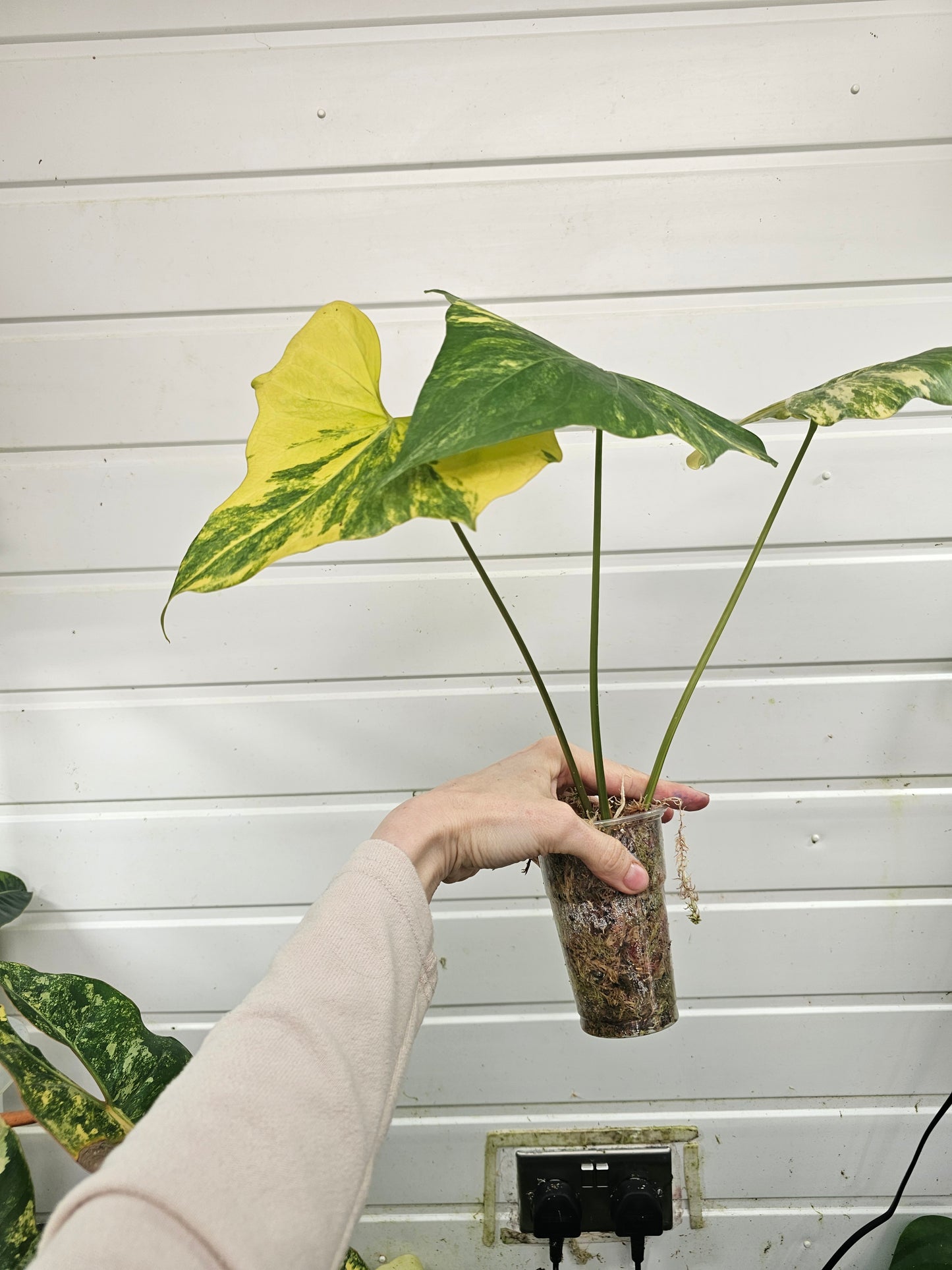 Anthurium Pterodactyl variegated