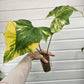 Anthurium Pterodactyl variegated