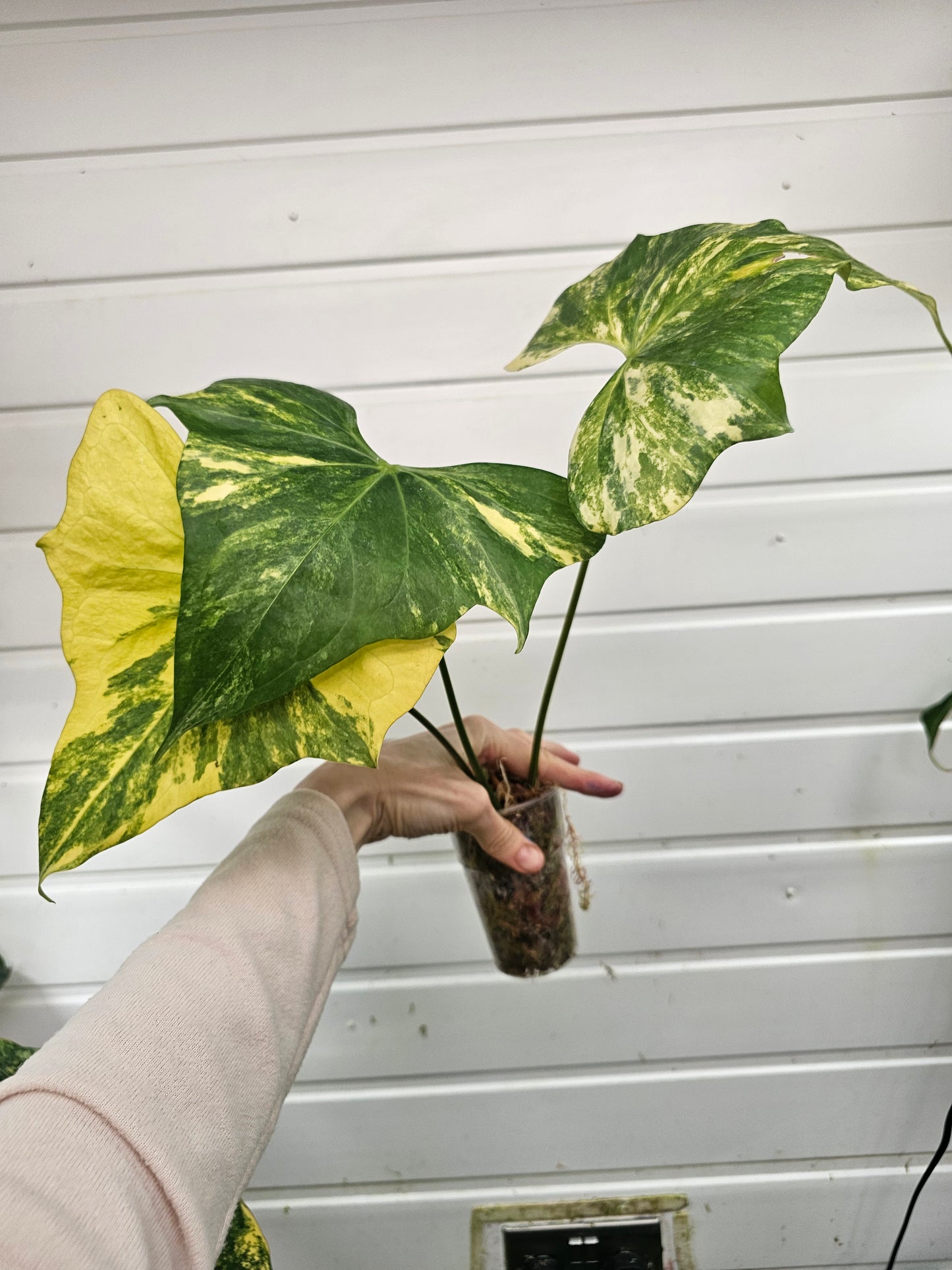 Anthurium Pterodactyl variegated